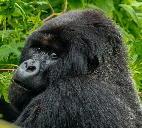 4 Days Gorilla Trekking Bwindi by Road