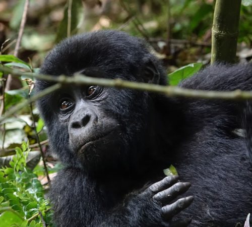 8 Days Uganda Primate Tracking Safari