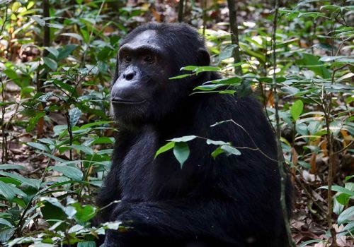 6 Days Rwanda Primate Tracking Tour
