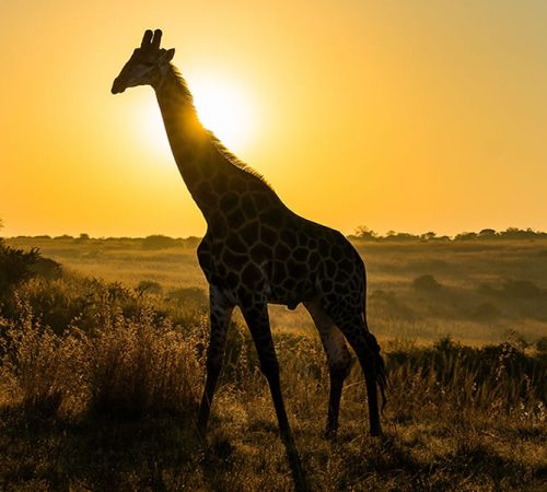 10 Days Uganda Safari Wildlife Tour