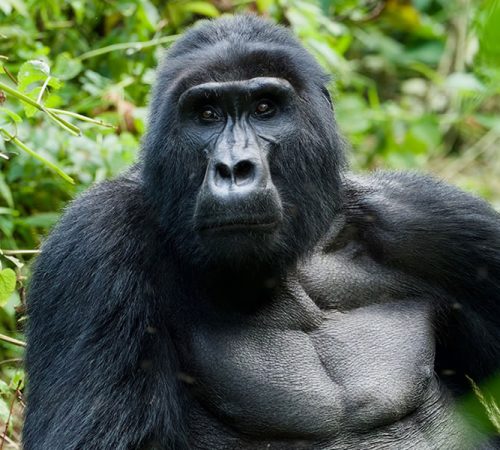 5 Days Uganda Gorilla Trekking Safari