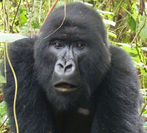 4 Days Gorilla Tracking Bwindi Flying Safari