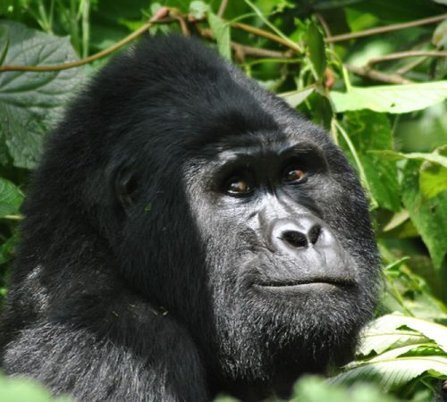 3 Days Bwindi Gorilla Trekking Safari