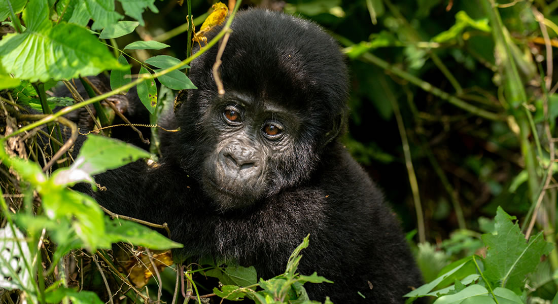 Mountain Gorilla Families in Bwindi Impenetrable National Park