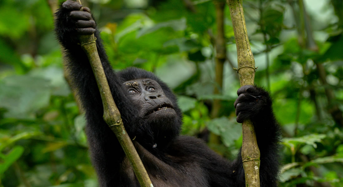 Mountain Gorilla Families in Bwindi Impenetrable National Park