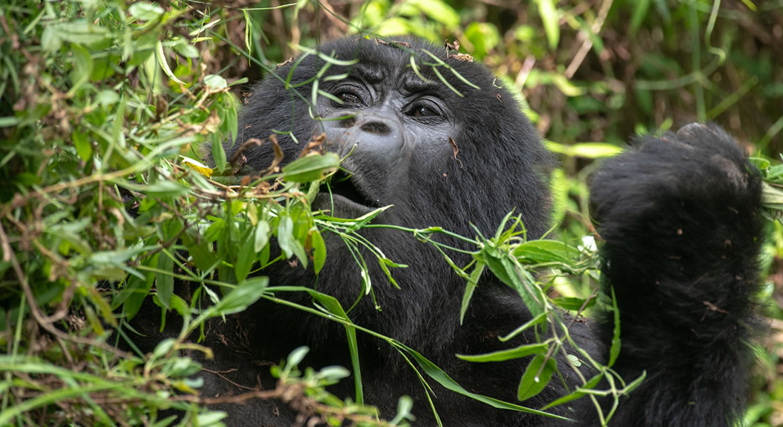 Gorilla Families in Bwindi