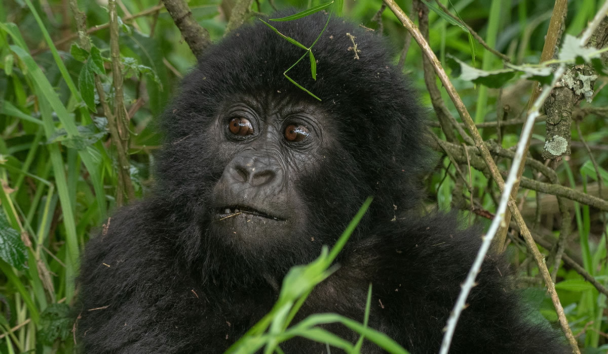 Gorilla Trekking Rules and Regulations