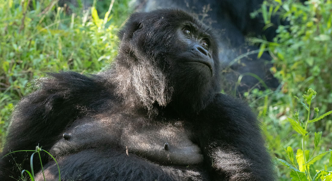 Uganda gorilla trekking