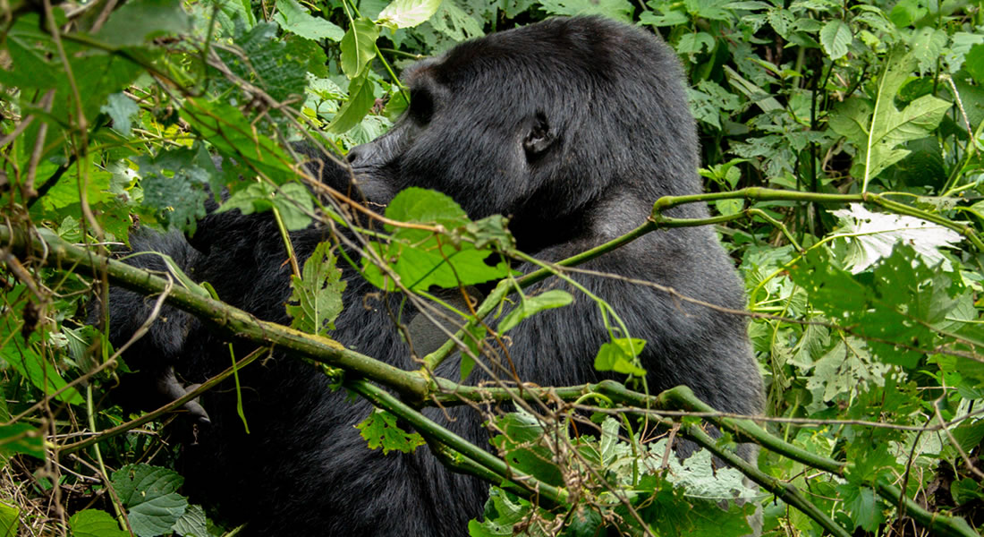 Mountain Gorilla Families in Bwindi Impenetrable National Park