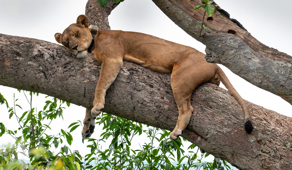 Tree Climbing Lions of Ishasha