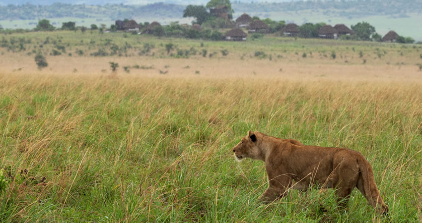 lioness near apoka safari lodge