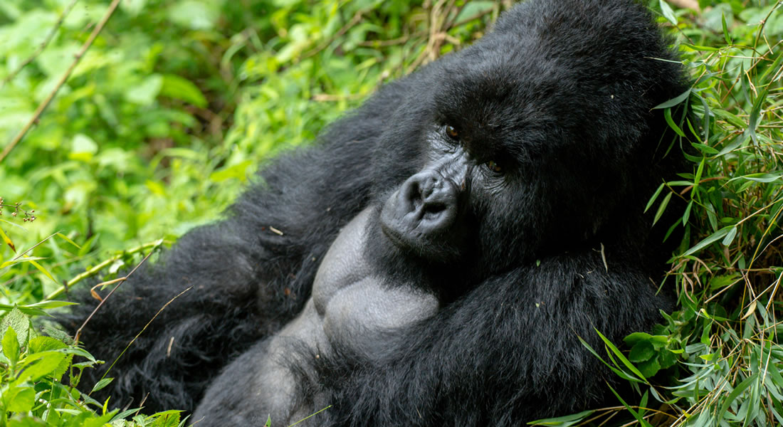 safety while tracking gorillas